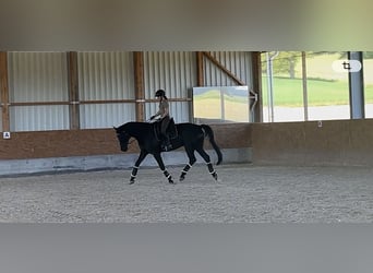 Looking for dressage riding lessons