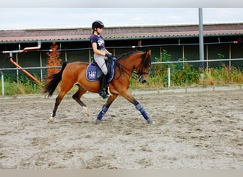Mobile lessons ‧ Pony riding lessons ‧ Young horse training