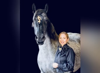 Mobile riding lessons at Lake Constance – classical riding techniques and refined aids