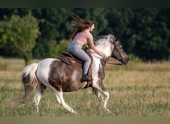 Mobile riding lessons, groundwork, and liberty work