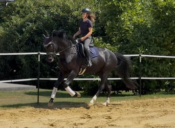 Mobile riding lessons / Training on your premises