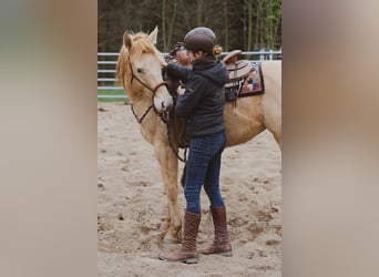 Mobiler Beritt & Unterricht in Sachsen