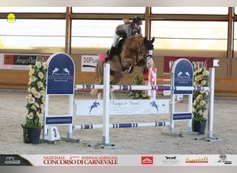 Mobiler Reitunterricht& Beritt