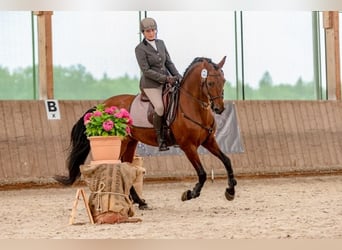 Mobiler Unterricht - mobile Trailkurse - Einführung in die Grundlagen der Working Equitation