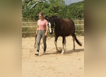 Natural Horsemanship - Video-Coaching