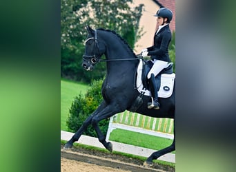 !!ONLINE DRESSAGE RIDING LESSONS!!