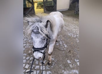 Online Reitunterricht