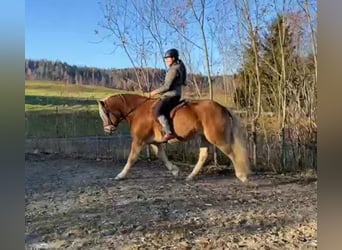 Private horse riding lessons