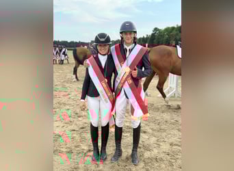 Professional riding lessons