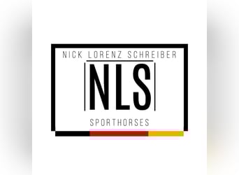 Reitunterricht - Springunterricht - Beritt - mobil / stationär - 17192 Waren