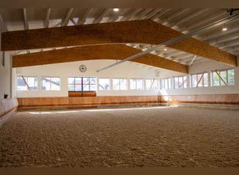 Riding lessons for beginners through advanced level (Class S)