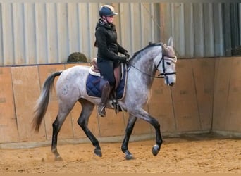 Riding lessons, lunging lessons, group lessons, jumping lessons