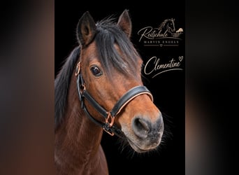 Riding lessons, lunging lessons, group lessons, show jumping lessons