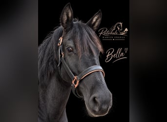 Riding lessons, lunging lessons, group lessons, show jumping lessons