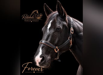 Riding lessons, lunging lessons, group lessons, show jumping lessons