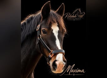 Riding lessons, lunging lessons, group lessons, show jumping lessons