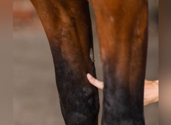 Specialist Centre for Horse Training / Animal Naturopathic Practice & Independent Expert