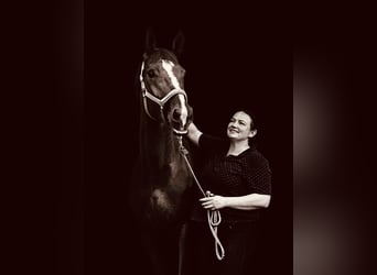 Video Analysis Remote Assistance