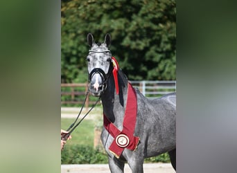 ⚜️Beritt, Ausbildung, Hengstvorbereitung & Anreiten⚜️