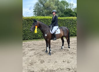 Beritt: Reiten wie es Pferde lieben 