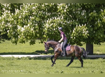 Beritt: Reiten wie es Pferde lieben 