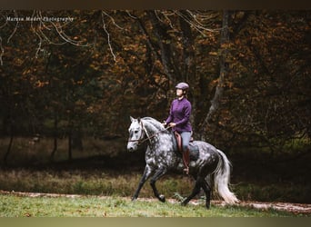Beritt: Reiten wie es Pferde lieben 