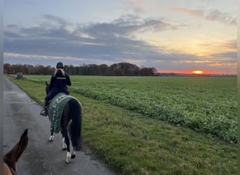 Beritt / Turniervorstellung / Vermittlung / Verkauf