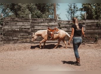 Berittplatz frei Westernreiten 