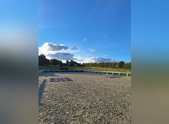 Berittplatz im Süden von Hamburg zu vergeben 