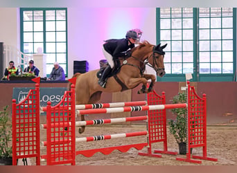 Breaking-in, corrective riding, training, and marketing with commission riding