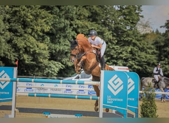Breaking-in, corrective riding, training, and marketing with commission riding