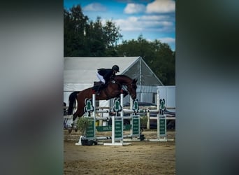 Breaking-in, corrective riding, training, and marketing with commission riding
