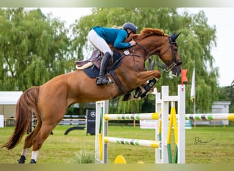 Breaking-in, corrective riding, training, and marketing with commission riding