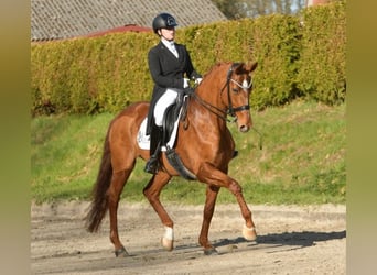 Dressage training up to S*** level