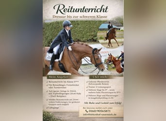 Dressage training up to S*** level