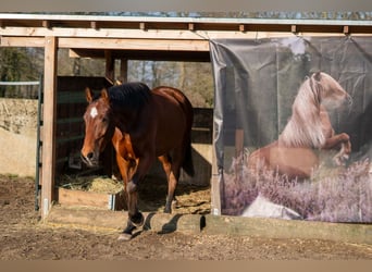 Ganzheitlicher Beritt mit Herz