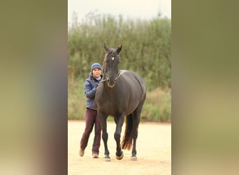 Longeing, riding instruction for horse & rider, training arena, horse training, young horse training