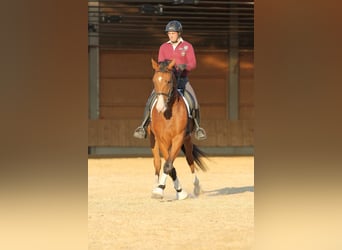 Longeing, riding instruction for horse & rider, training arena, horse training, young horse training