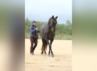 Longeing, riding instruction for horse & rider, training arena, horse training, young horse training
