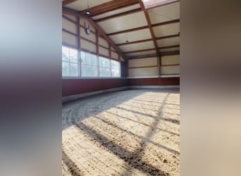 Lunging and training for dressage horses / Certified FN trainer