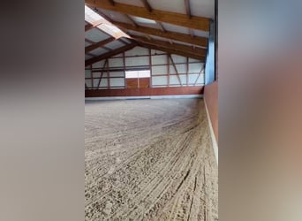 Lunging and training for dressage horses / Certified FN trainer