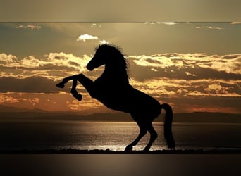 Offering mobile riding lessons and training