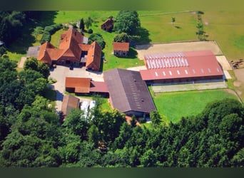Pensionspferdehaltung Hof Kuls ( Aufzucht & Ausbildung )