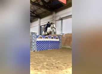 Pony training, schooling, and light rider (49 kg)