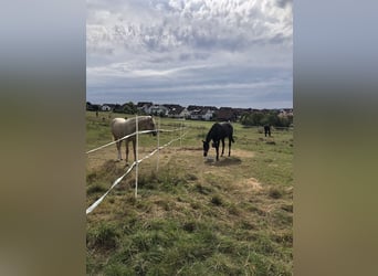 Ponys einreiten + ausbilden + leichte Bereiterin (49kg)