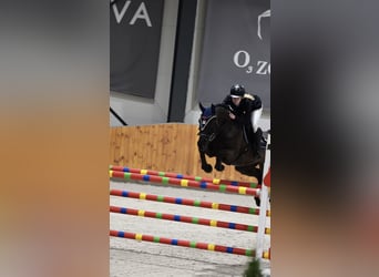 Professional training of show jumping horses / MPMK / International sales