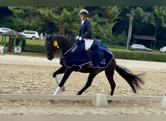 Training and riding arenas available