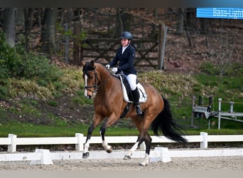 Training and riding arenas available