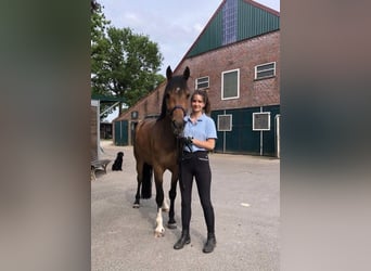 Training for your horse | Young horse development | Corrective training | Riding lessons | Problem h