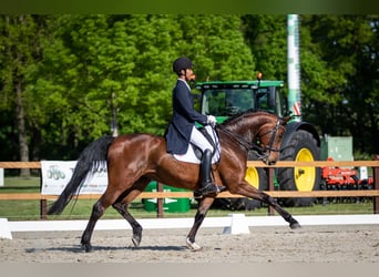Training from young horse to S-level dressage